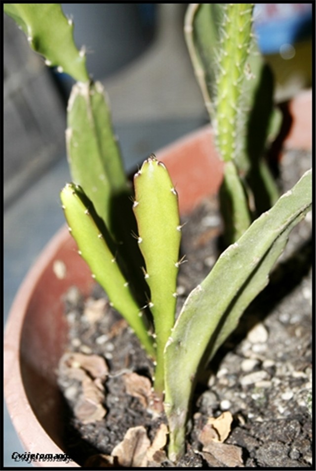 Kaktus